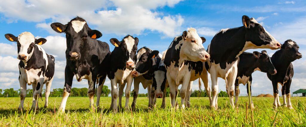 Cows for sale